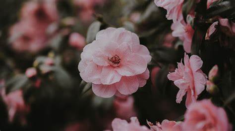 pink rose.jpg