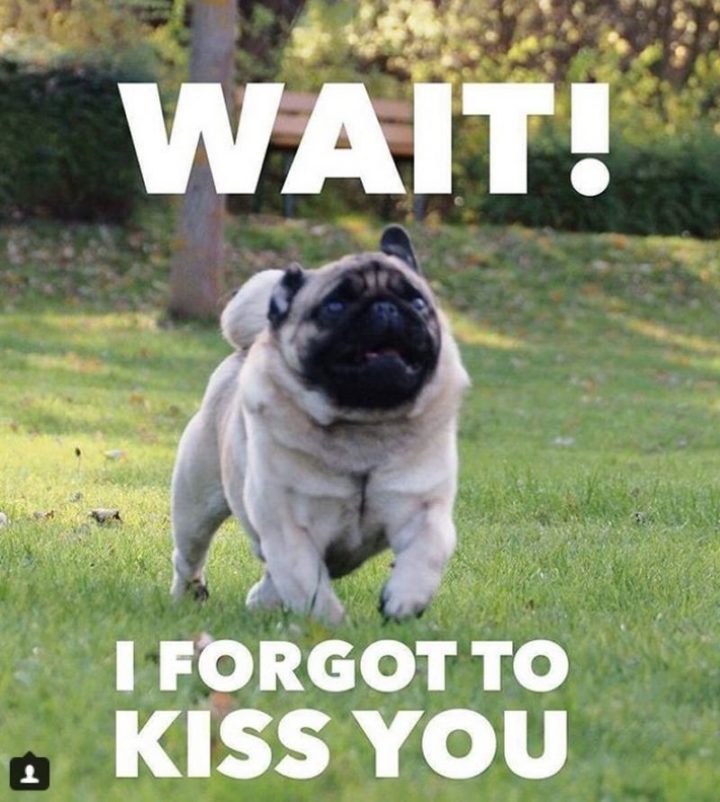pug.jpg