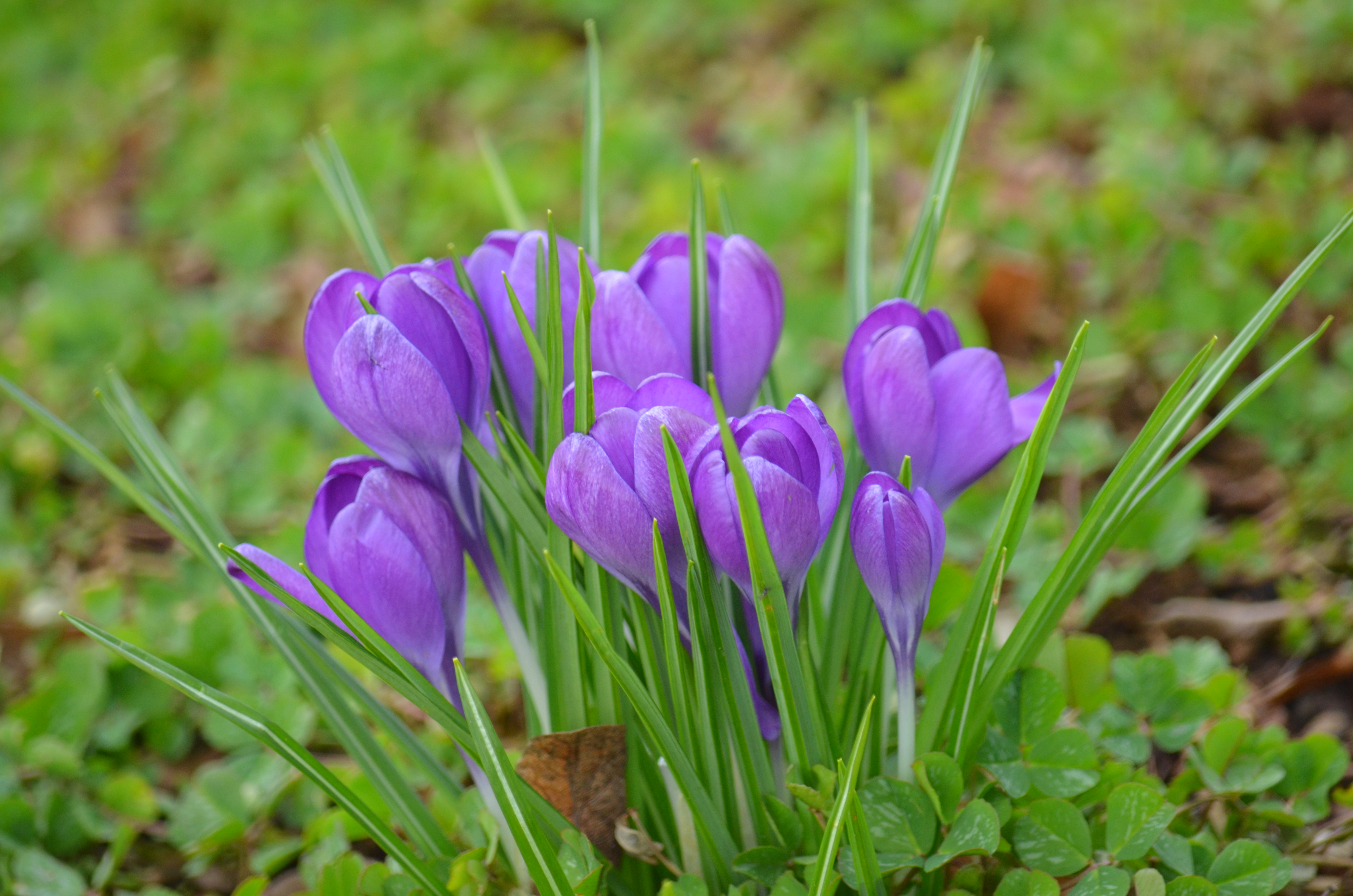Purple Flowers - Copy.JPG