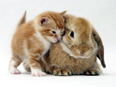 rabcat.jpg