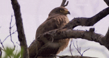 received_1429329473823929.gif