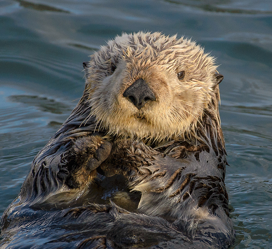 Sea_Otter_(Enhydra_lutris)_(25169790524)_crop.jpg