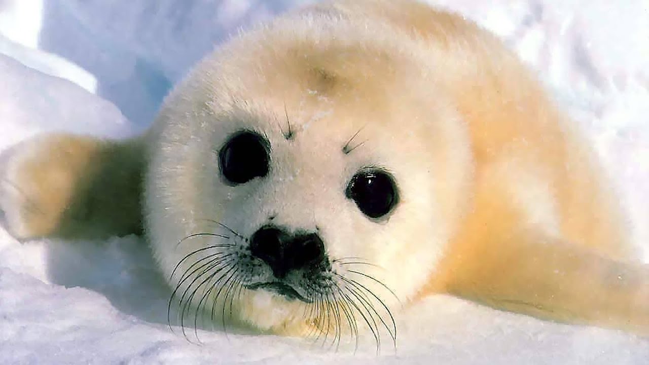 seal~.jpg