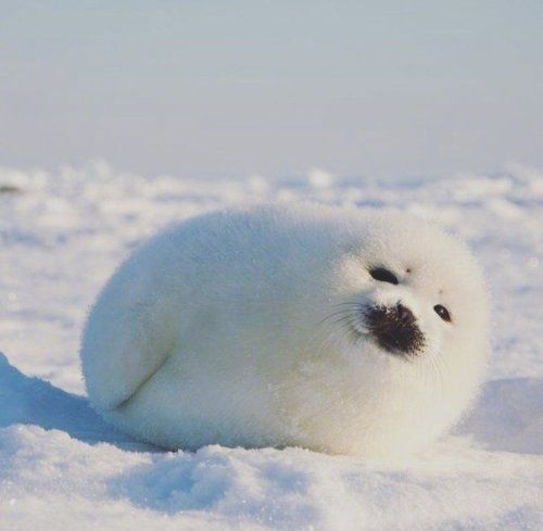 seals.jpg