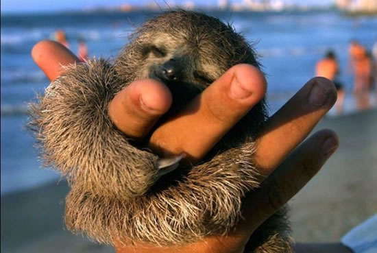 sloth~.jpg