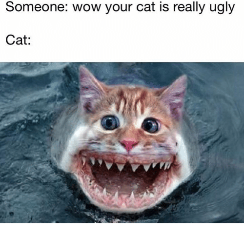 someone-wow-your-cat-is-really-ugly-cat-32023806.png