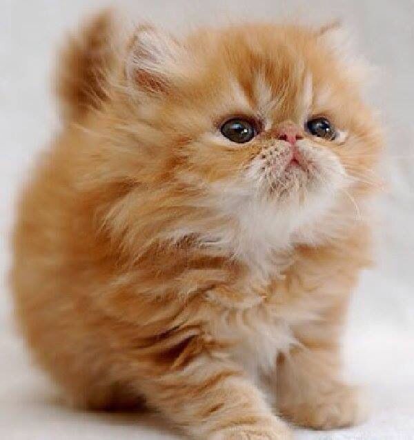 super fluffy kitten - Go Cute Kitty!.jpg