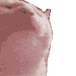 tenor (1).gif