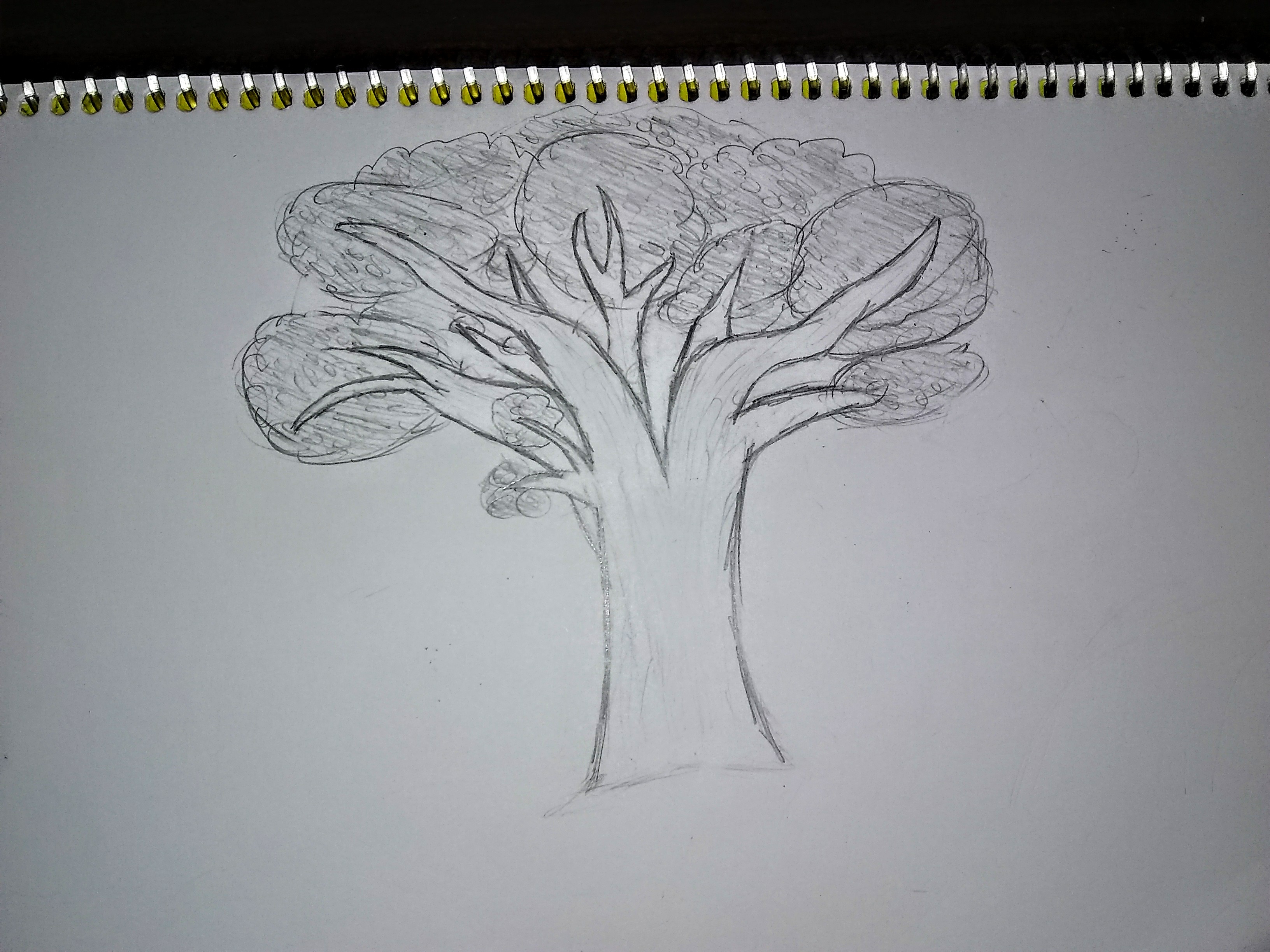 Tree.jpg