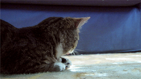 tumblr_md8bxrkH2Y1qg3z1yo1_500.gif