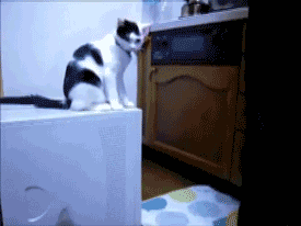 tumblr_mqs0kuu5071sped3xo1_400.gif