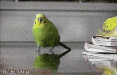 unnamed_4.gif