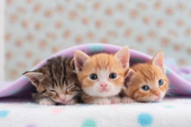 upload_2018-10-12_22-45-44.jpeg