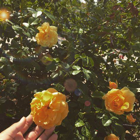 yellow flower.jpg