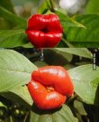0e6d516805e9f00ae7723d1fda3c19f9--weird-plants-unique-plants.jpg