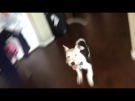 4E9FDAEF-8A6C-4147-9954-2C07F375087C.png