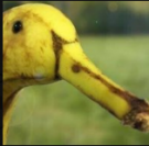 Pufflin.png