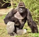 HArambe.jpg
