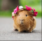 allymac123.png allymac123.png