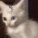 A6A1DF8B-B2F5-4710-AFDF-A6A98F3E7B46.jpeg A6A1DF8B-B2F5-4710-AFDF-A6A98F3E7B46.jpeg