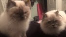 02C450D7-EBB1-40BA-929B-59ECBDF145CB.jpeg