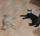 IMG_20201118_175458.jpg