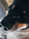 Oreo <3.png