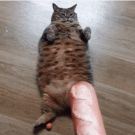 921F6887-4A91-4C26-AC7E-9D4D3307DA4A.gif
