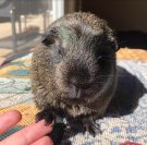 Brindle.jpg