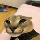 1399_floppa.png