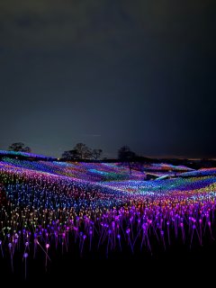 IMG_1333.jpeg