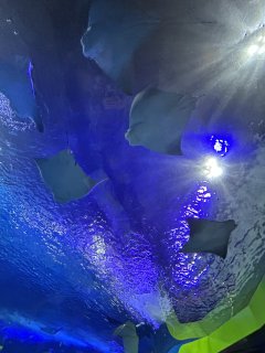 IMG_2726.jpeg