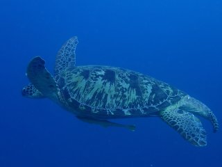 IMG_9339.jpeg