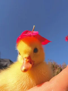 Baby Duck.webp