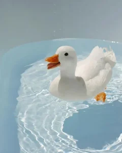 swiming duckkyy.webp