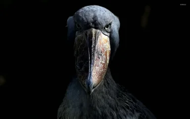 the-shoebill-has-the-most-intense-stare-of-all-birds-v0-6qruau2uowo51.webp