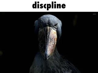 caption.fda6668d.webp