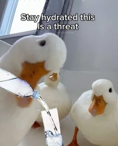 39758409205647410.webp
