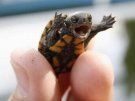 baby-turtles-9.jpg