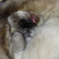 Pixlecat