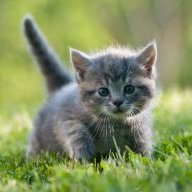 Far_Over_Tah_Cat