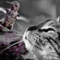 FeatherMist