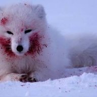 SnowyDaFox <3