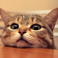 Cutecat01