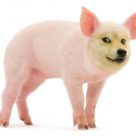SomePigHere