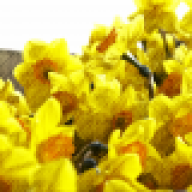 FlowersRlit