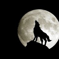 Night170Wolf
