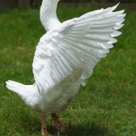 Gucci_Goose