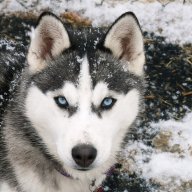 Silver_Husky2