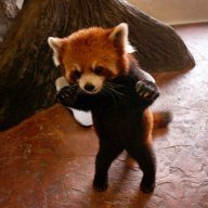 LookAtThePanda